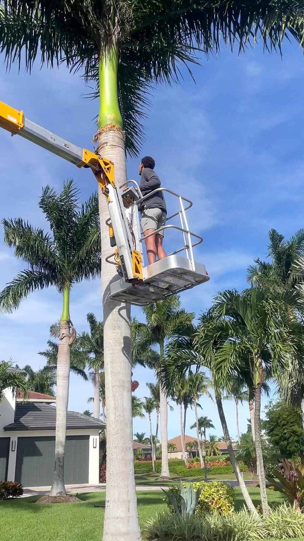 Zeke trimming a royal palm from a bucket lift